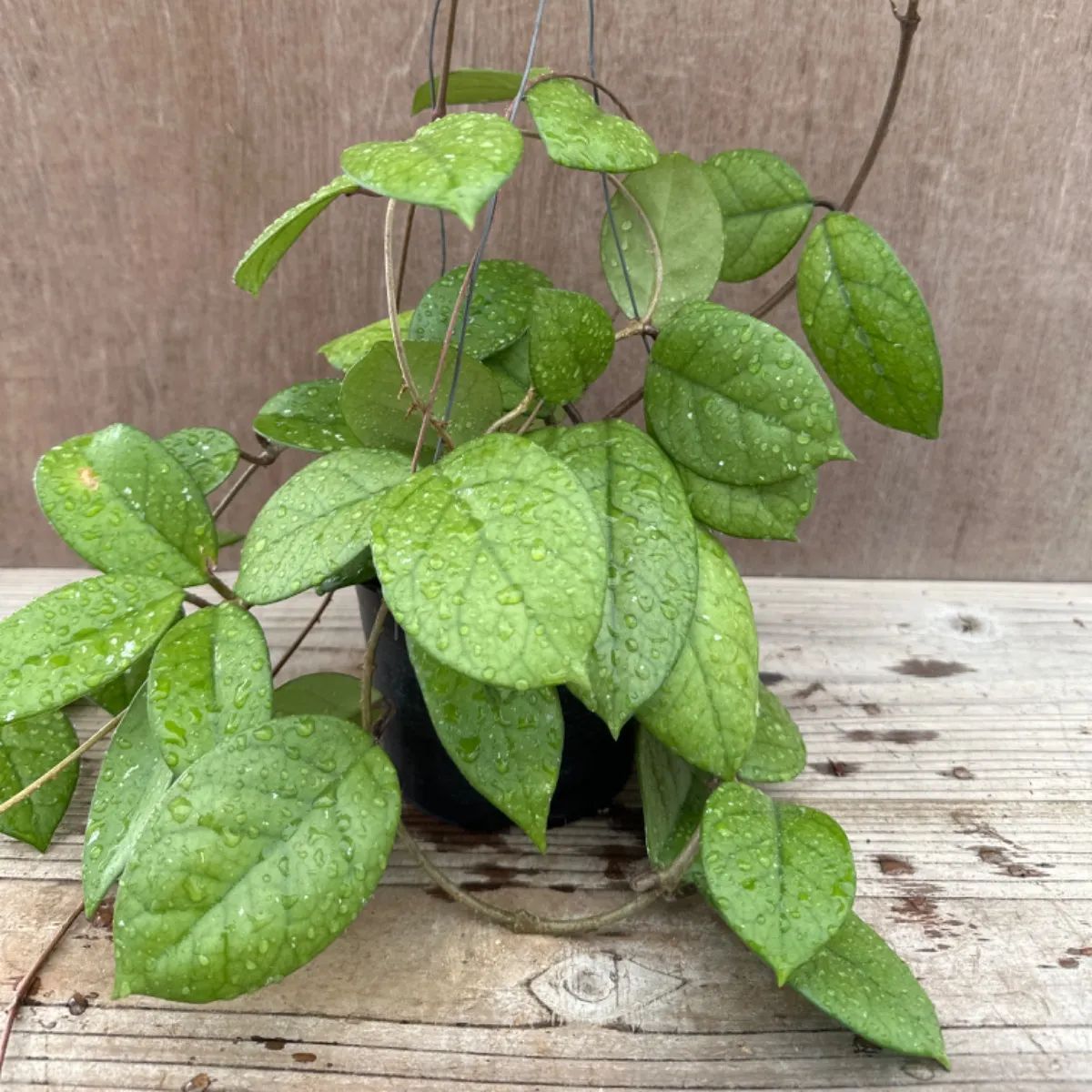 ホヤ フンギー① サクララン 桜蘭 3号 Hoya fungii ホヤ フンギー Hoya