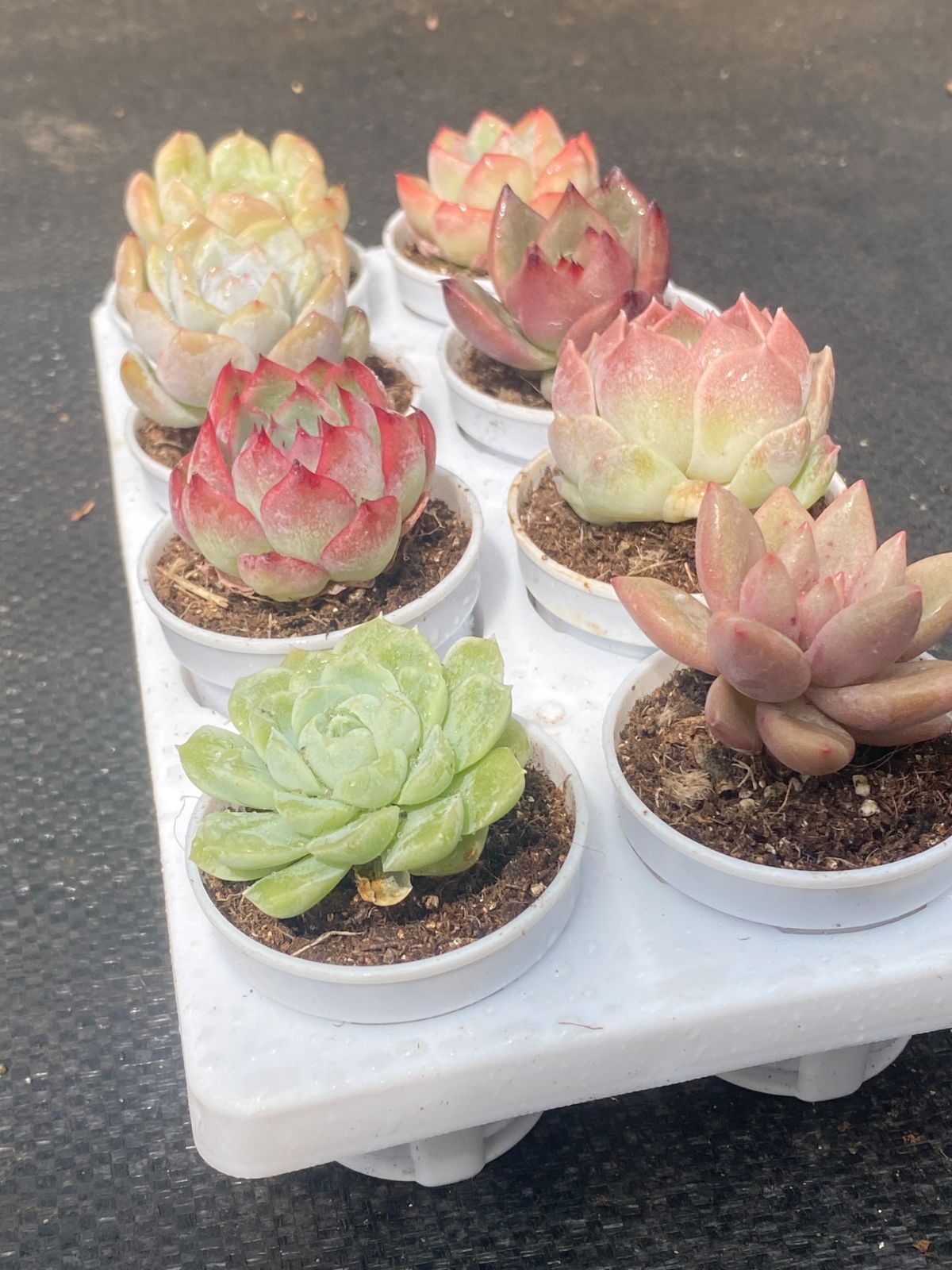 多肉植物 韓国苗 エケベリア MIX苗セット ラスト‼️ 多肉植物 韓国苗 エケベリア MIX苗セット ラスト‼️