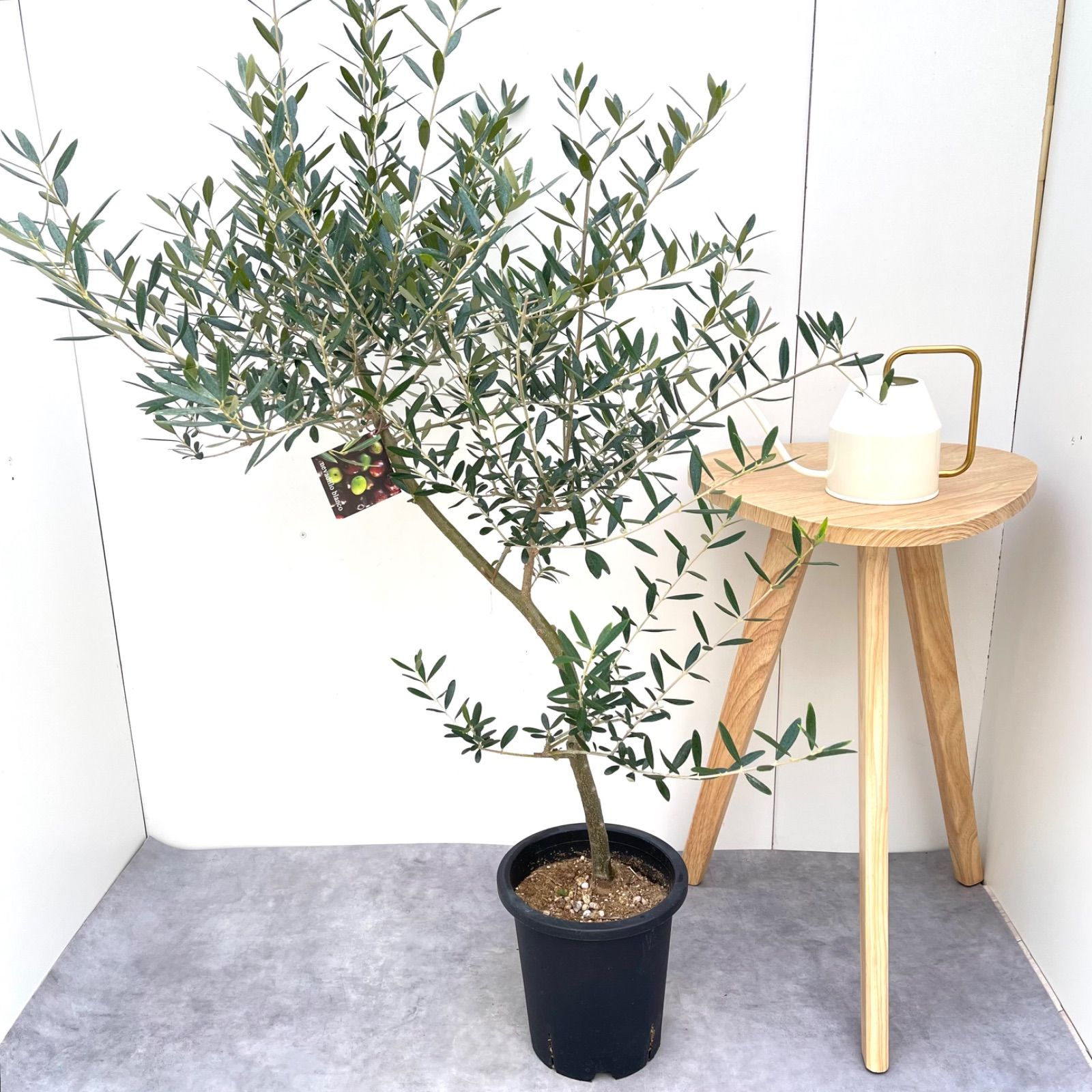 オリーブ ネバディロブランコ 19 現品 観葉植物 創樹 SOUJU 7号