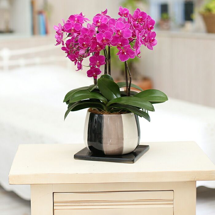 ファレノプシス（胡蝶蘭）ピンク　ミディ胡蝶蘭　洋蘭　こちょうらん　蘭　化粧鉢 ファレノプシス ミディ 胡蝶蘭 ピンクと白の鉢花 ミディ胡蝶蘭 ピンク