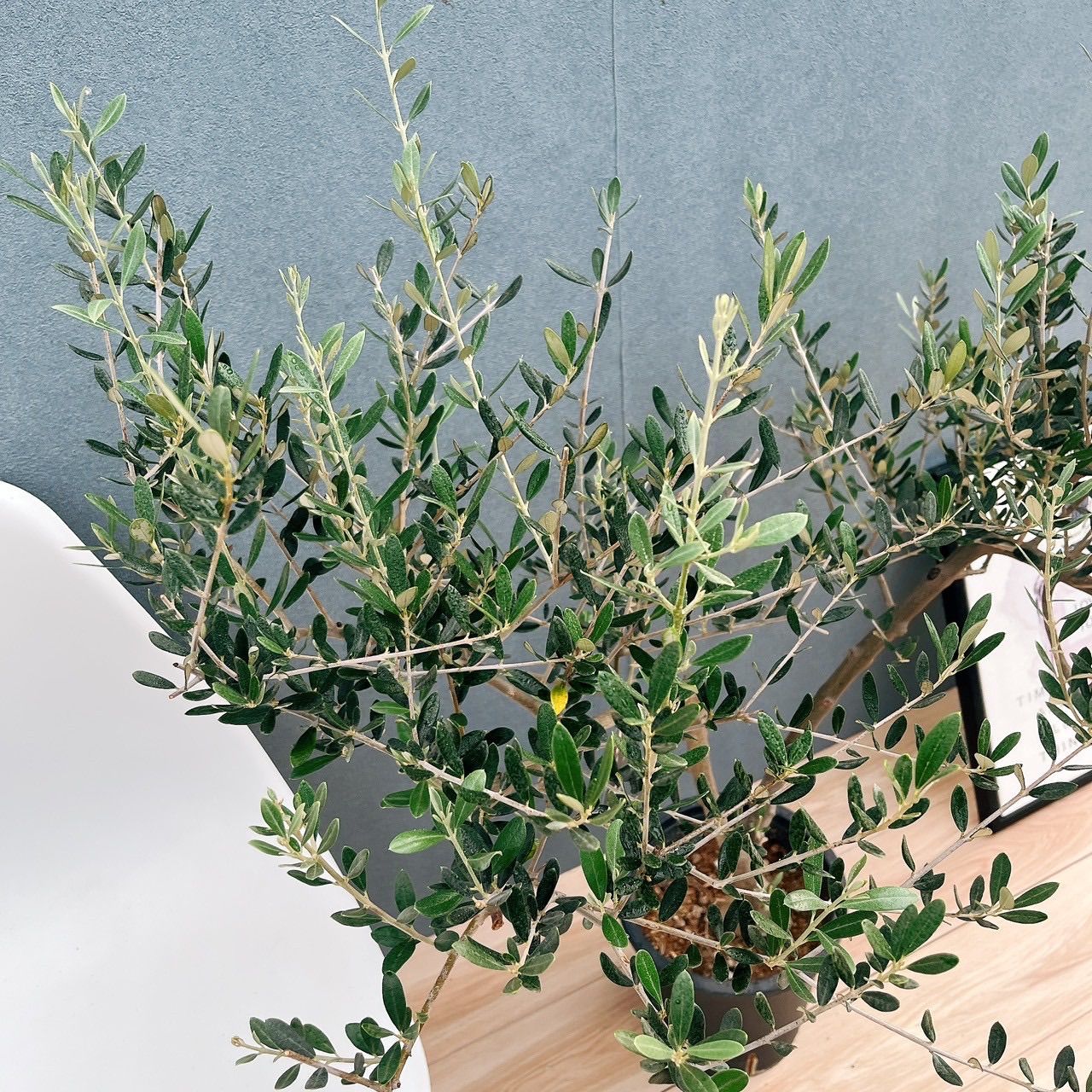 現品 24番 創樹 オリーブ マンザニロ 8号 観葉植物 常緑樹 SOUJU 玄関 屋外 オリーブの木 かっこいい