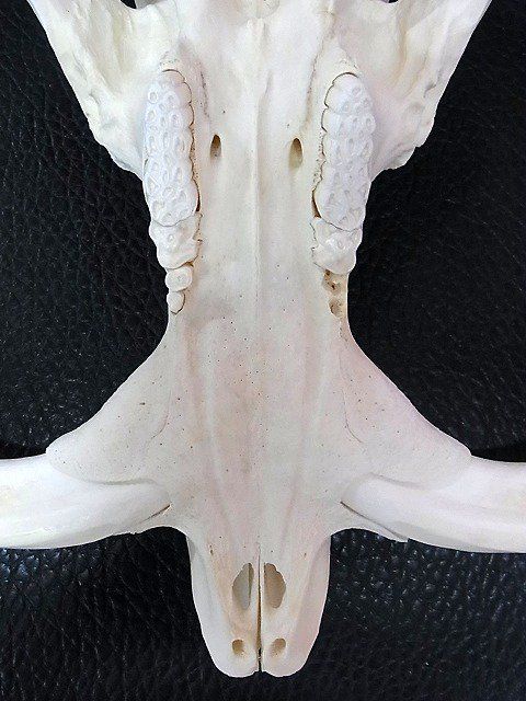 アフリカ便！高品質 イボイノシシ 成獣の頭骨（XLサイズ）※捕獲データ