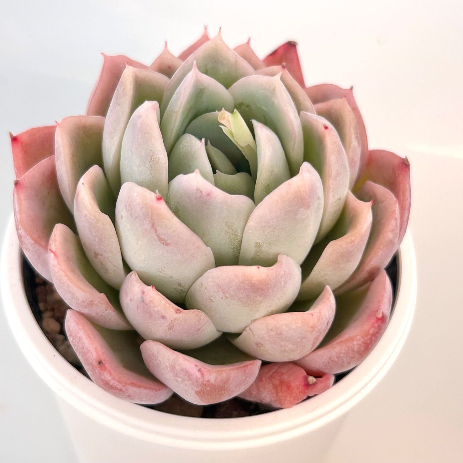 多肉植物】ピンク系エケベリア4種セット - メルカリ