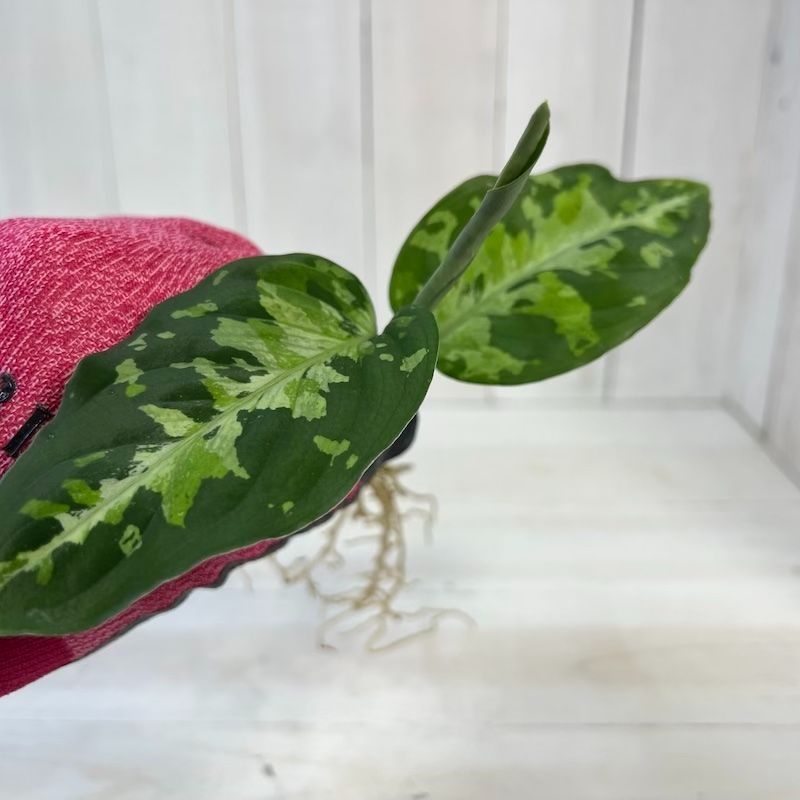 Aglaonema pictum メサイア GW1507 【TB便】 Aglaonema pictum GW1507 'メサイア' Padang, Sidempua