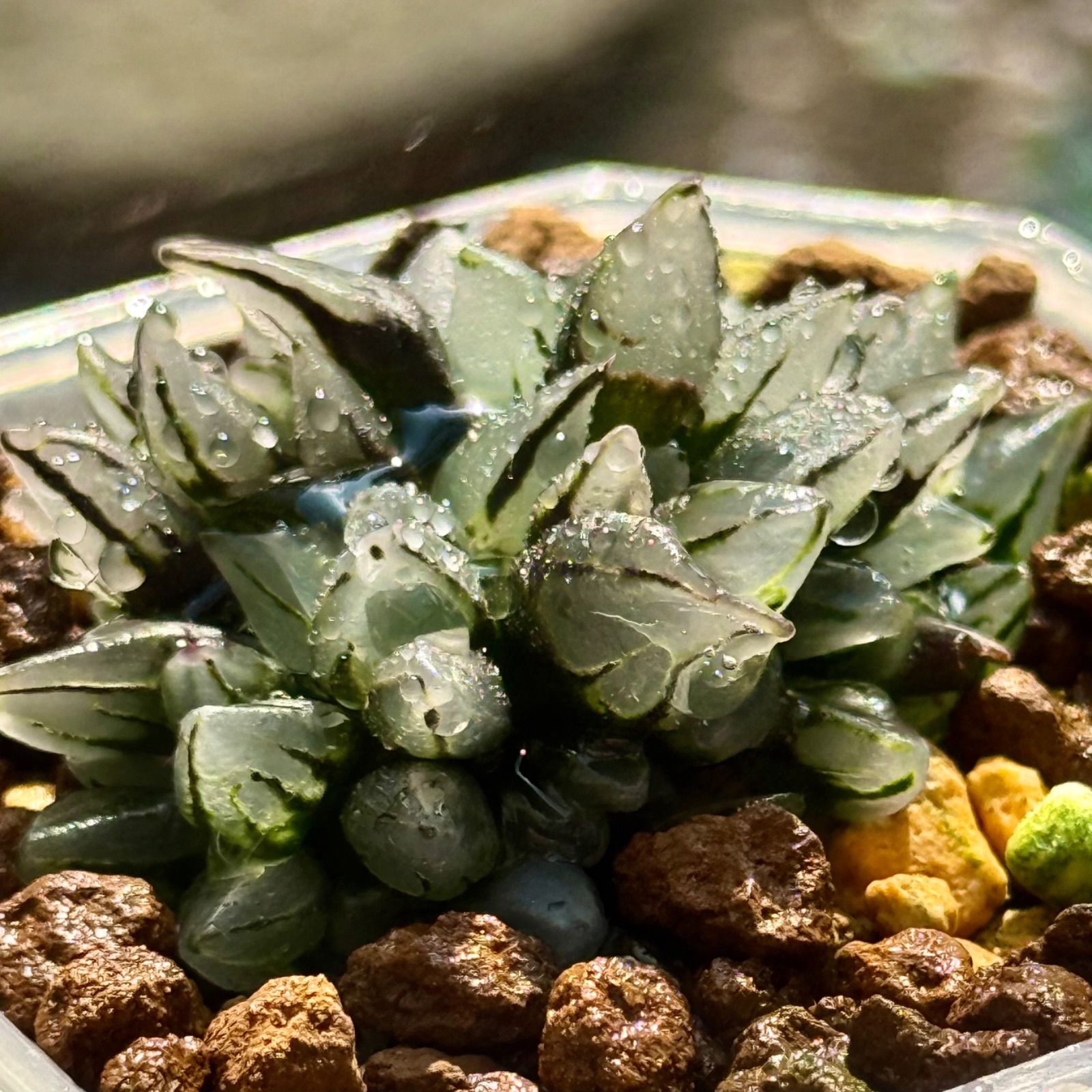 ハオルチア アトロフスカ錦 糊斑 33C ハオルチア 多肉植物 アトロ