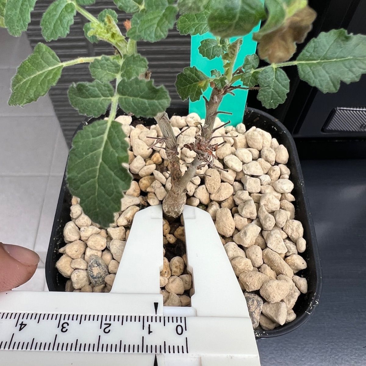 ボスウェリア サクラ Boswellia sacra 国内実生苗 - メルカリ
