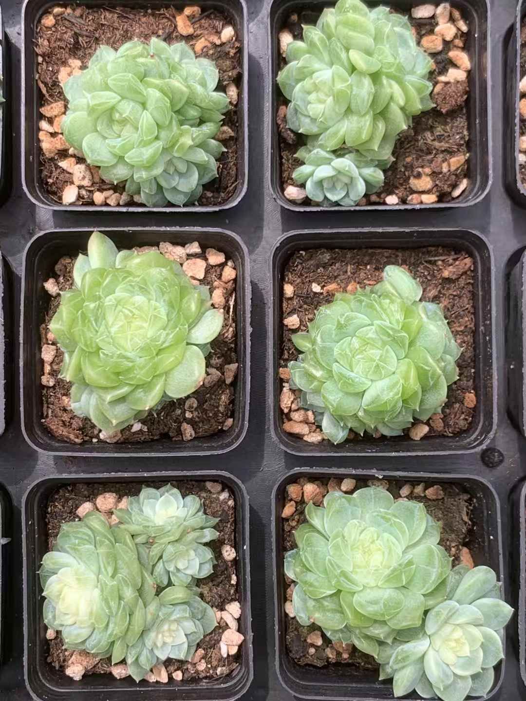 50株の抜き苗セット ジェニー グリーン 多肉植物 佐川急便発送 エケベリア 韓国苗 LX53 WWW_GEBZETESISAT_COM_TR