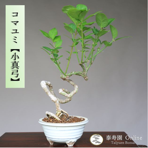 コマユミ『小真弓』 小品盆栽【泰寿園Online】 - メルカリ