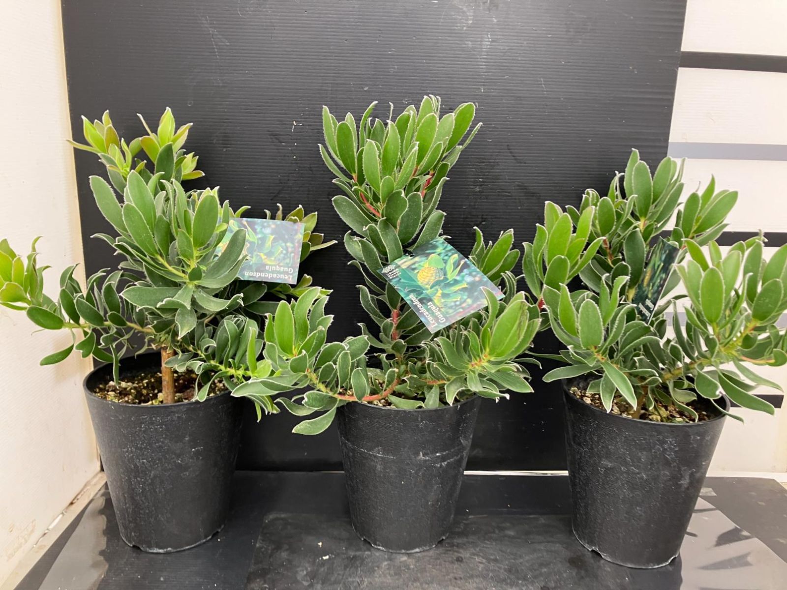 Guaqula 沖縄と北海道対応不可