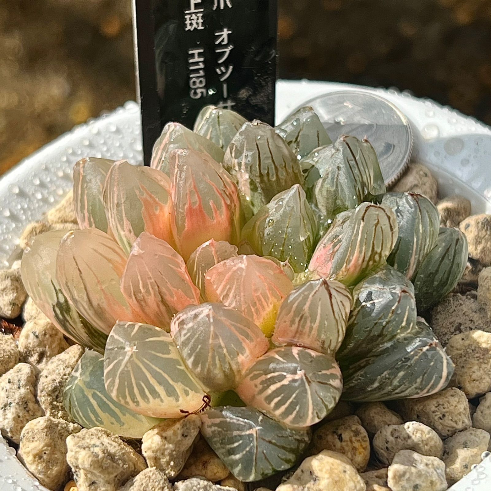 ハオルチア 赤い鳥 極上斑✨謎品種おまけ付きハオルチア・赤い鳥