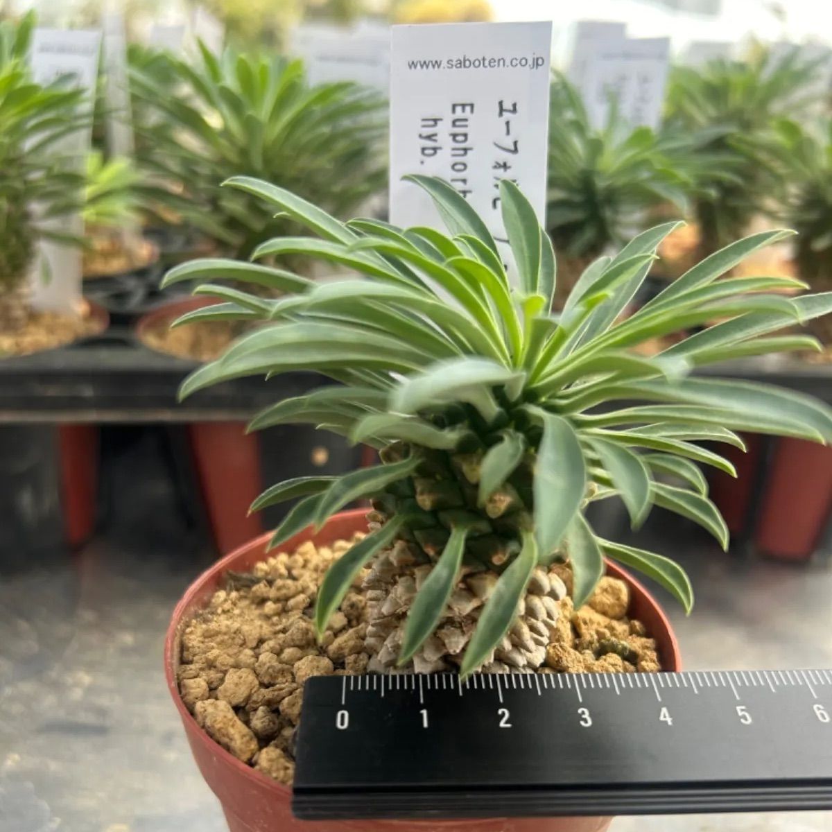 ☆新入荷☆ 多肉植物 ソテツキリン 蘇鉄麒麟 パイナップルコーン