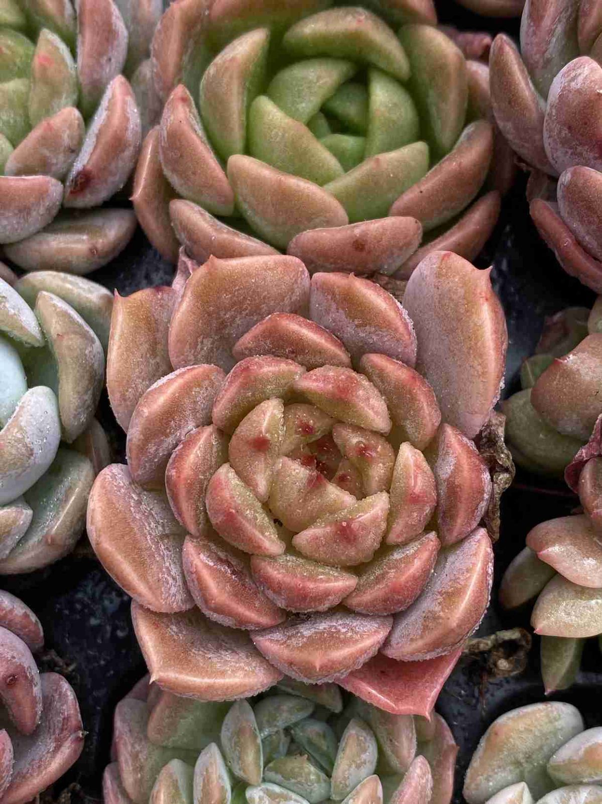 新発売 105苗 ジェニー・詰め合わせ 土と根付き 多肉植物 エケベリア