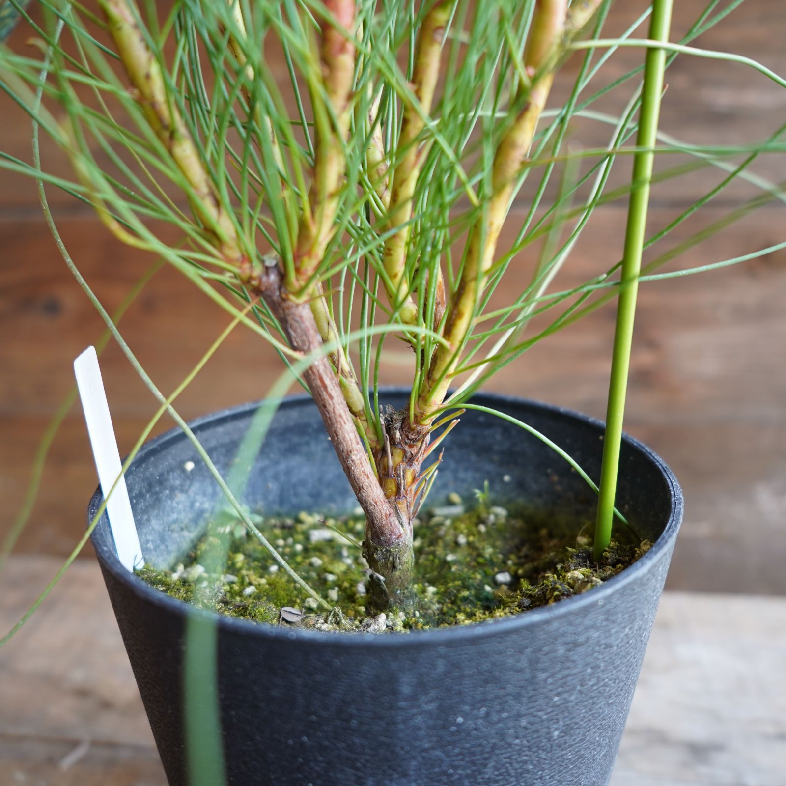 ペトロフィル ”エリシフォリア” A 安い オージープランツ 現物発送