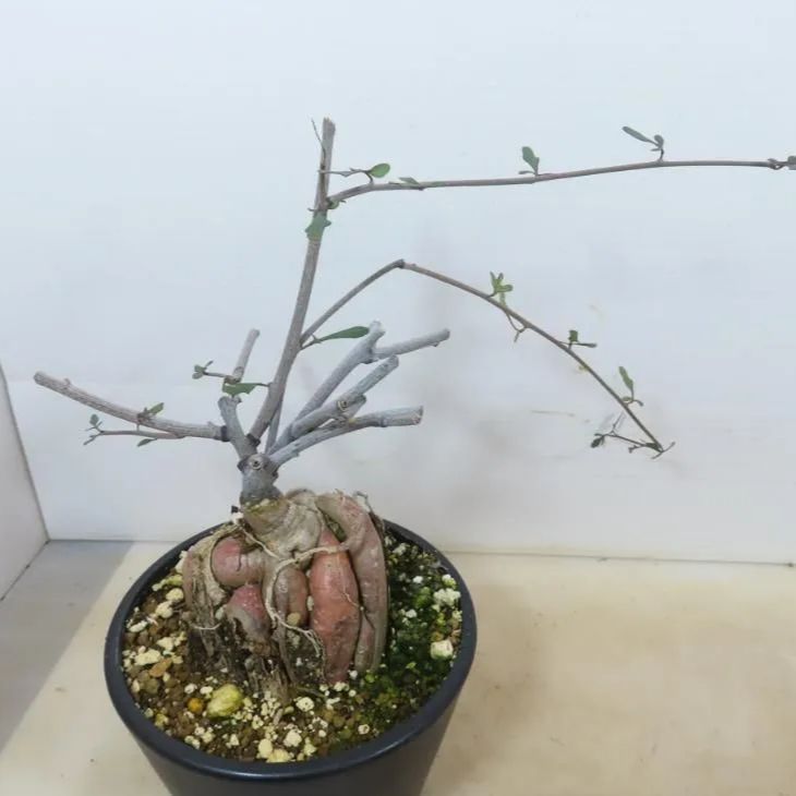 2086 「実生」アデニア サブセシリフォリア 植え【Adenia subsessilifolia・塊根植物・発根・根上げ式】 - メルカリ