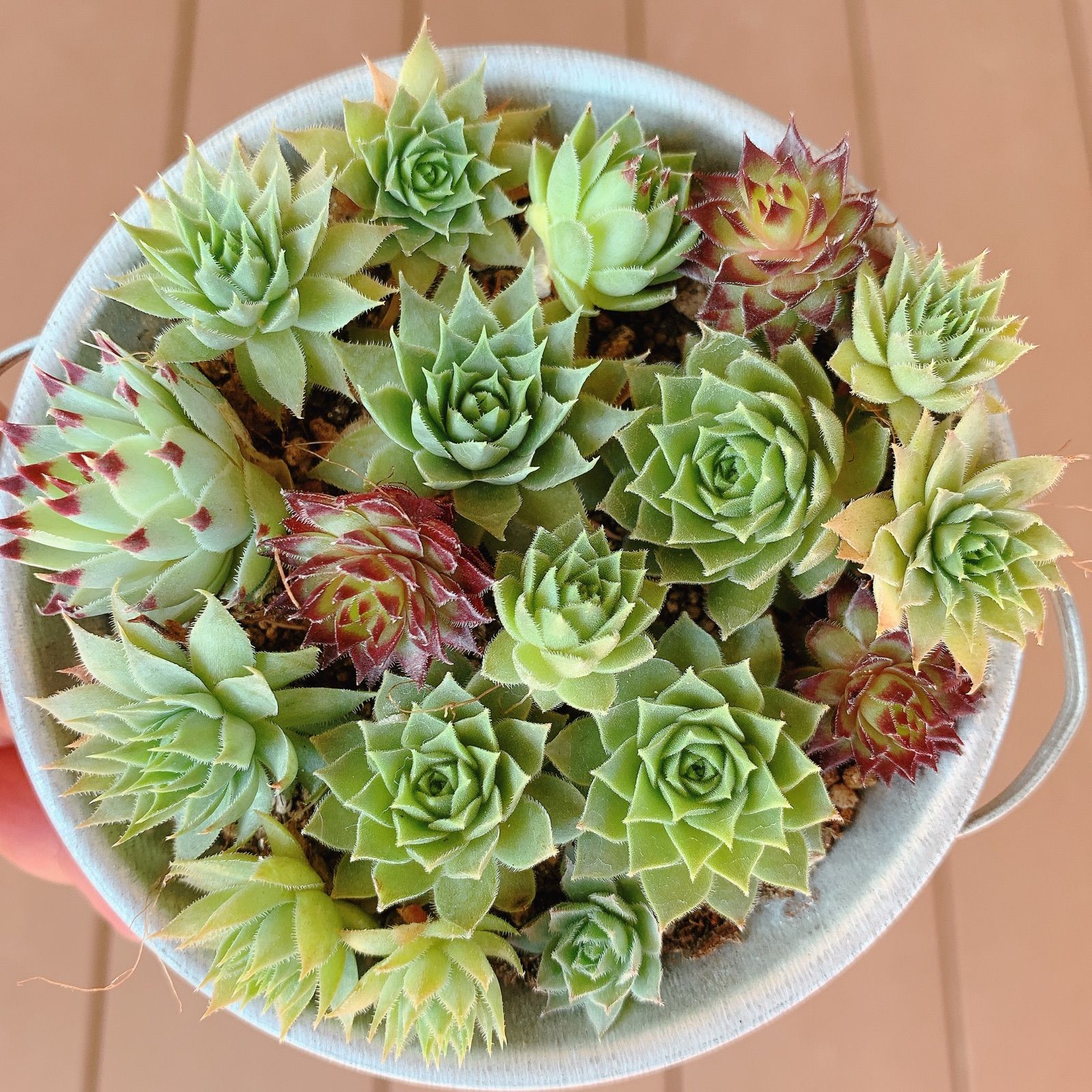 多肉植物♡センペルビウム♡モンタージュ♡1つ - 植物/観葉植物