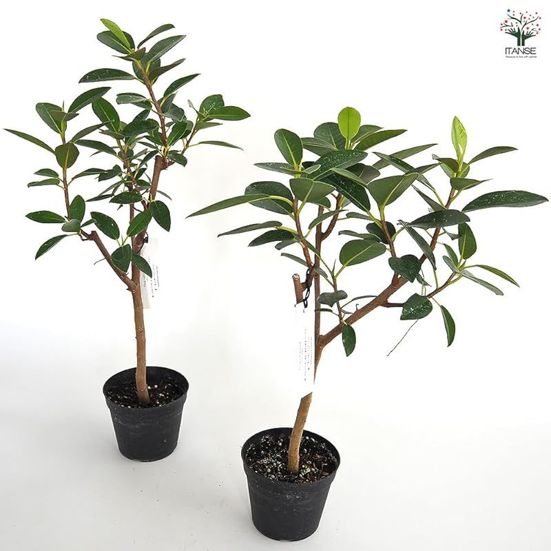 3.5号 2個セット