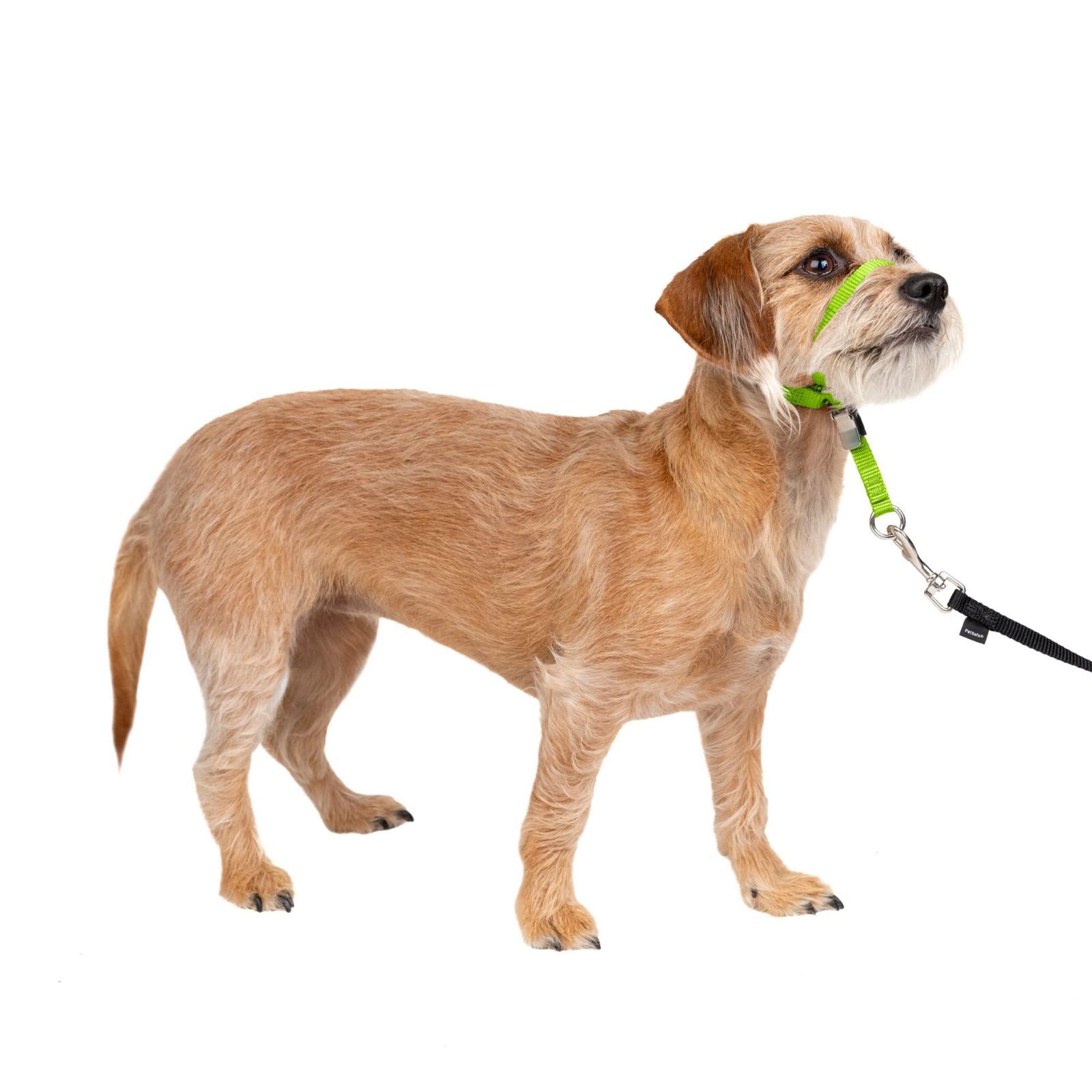 PetSafe ペットセーフ ジェントルリーダー ヘッド クイックリリース S アップルグリーン