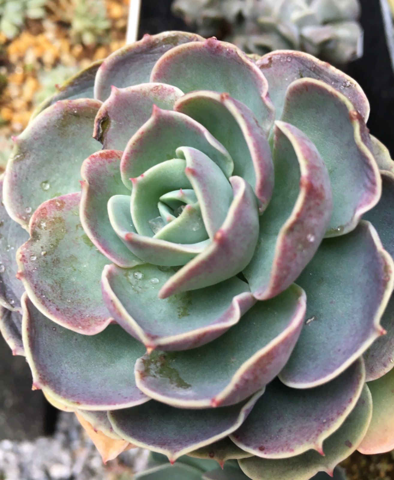 多肉植物 ♡七福神♡ カット苗 ♡ピンクに紅葉中♡ - メルカリ