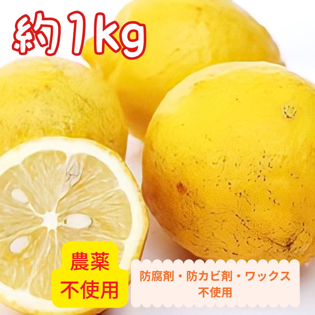 国産レモン 1kg 農薬不使用② - 果物