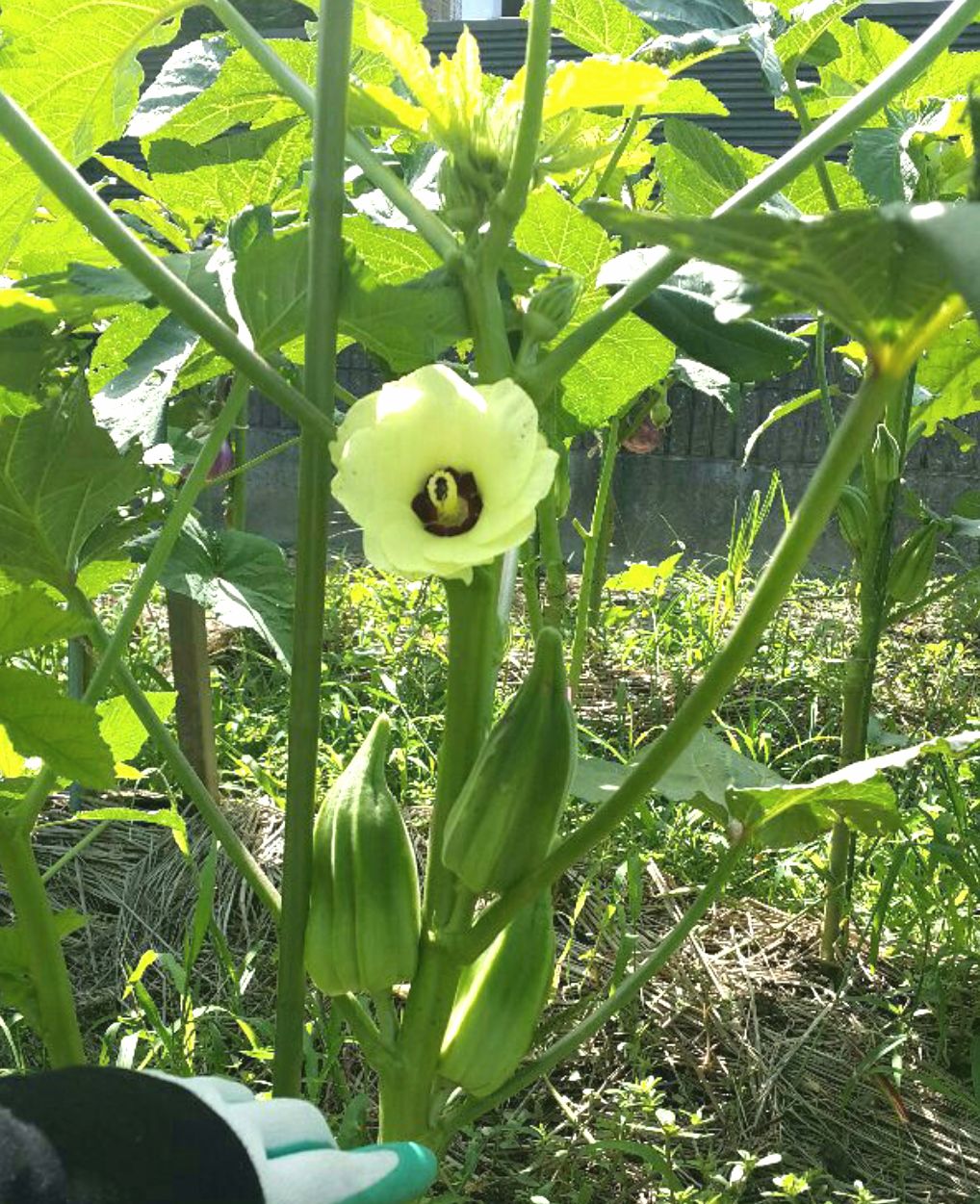 ダビデの星おくらの種(自然栽培) - メルカリ