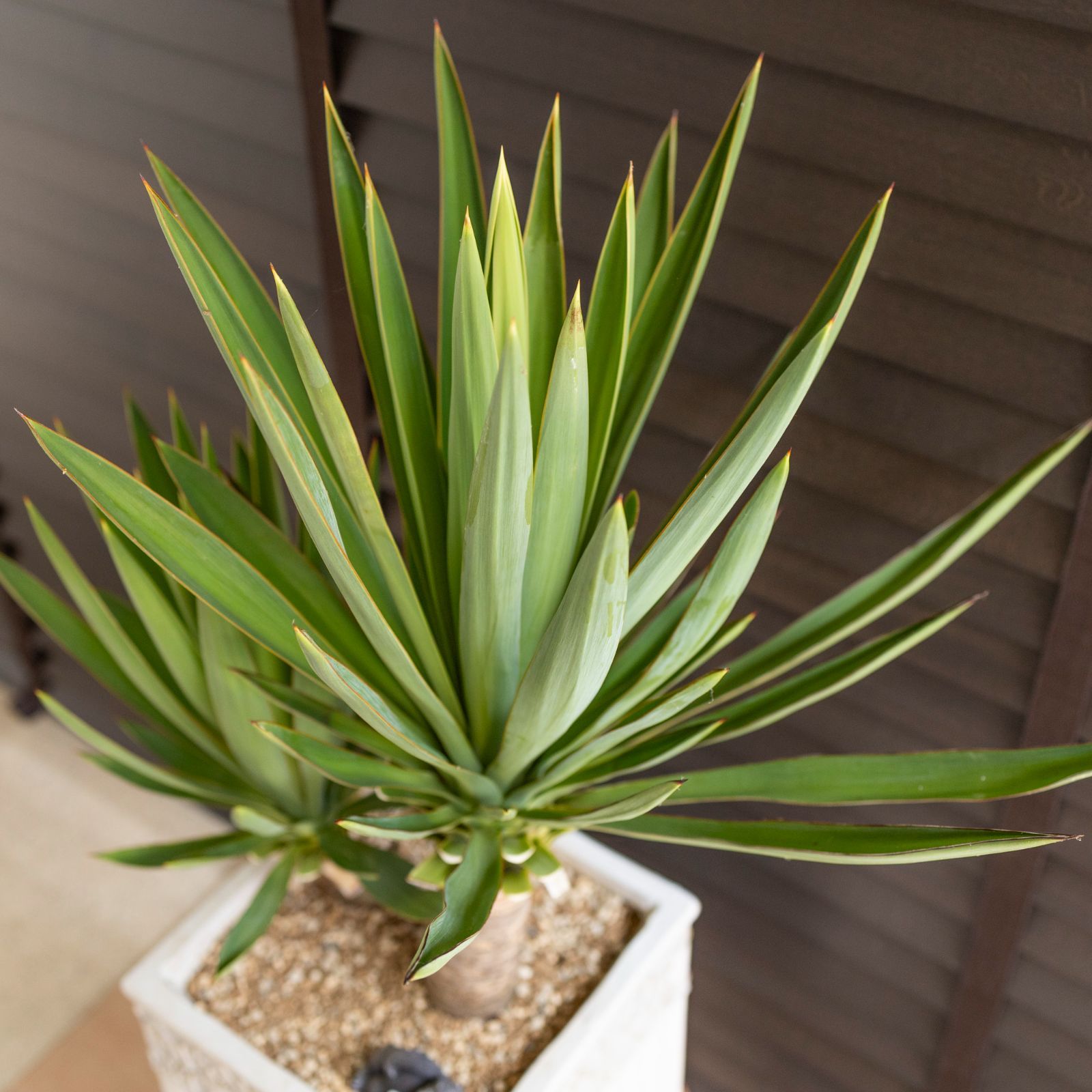 ユッカ グロリオサ Yucca Gloriosa 2本立ち スクエアー グラス