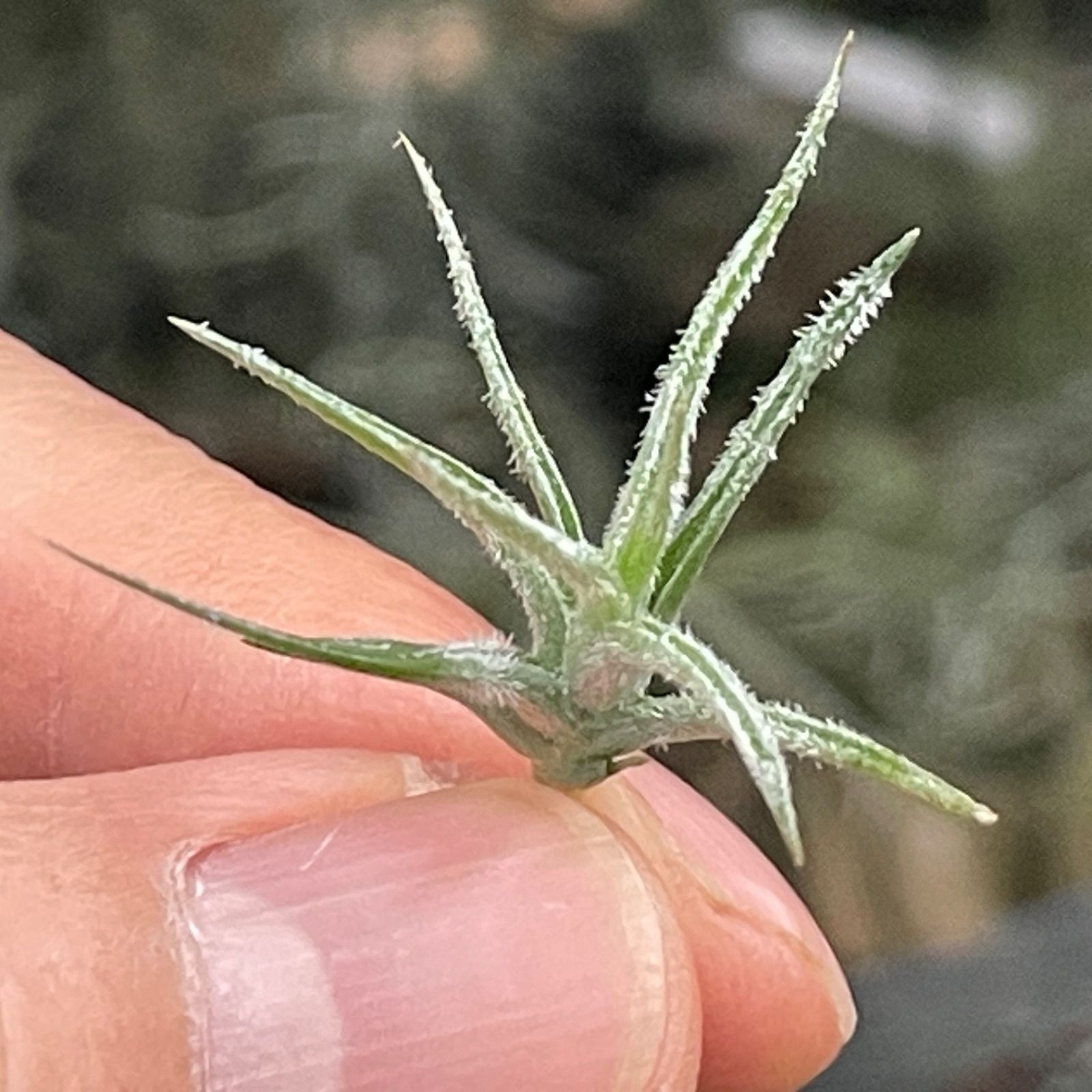 (激レア)チランジア　トリコレピス　クローズドフォーム　タイ便 ティランジア トリコレピス「Tillandsia tricholepis」8/1-15B-2