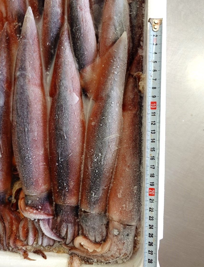 もちろん塩辛にも最適鮮度です