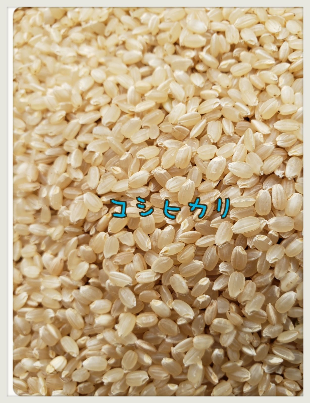 新米 令和4年 白米コシヒカリ24キロ 茨城県産 - メルカリ