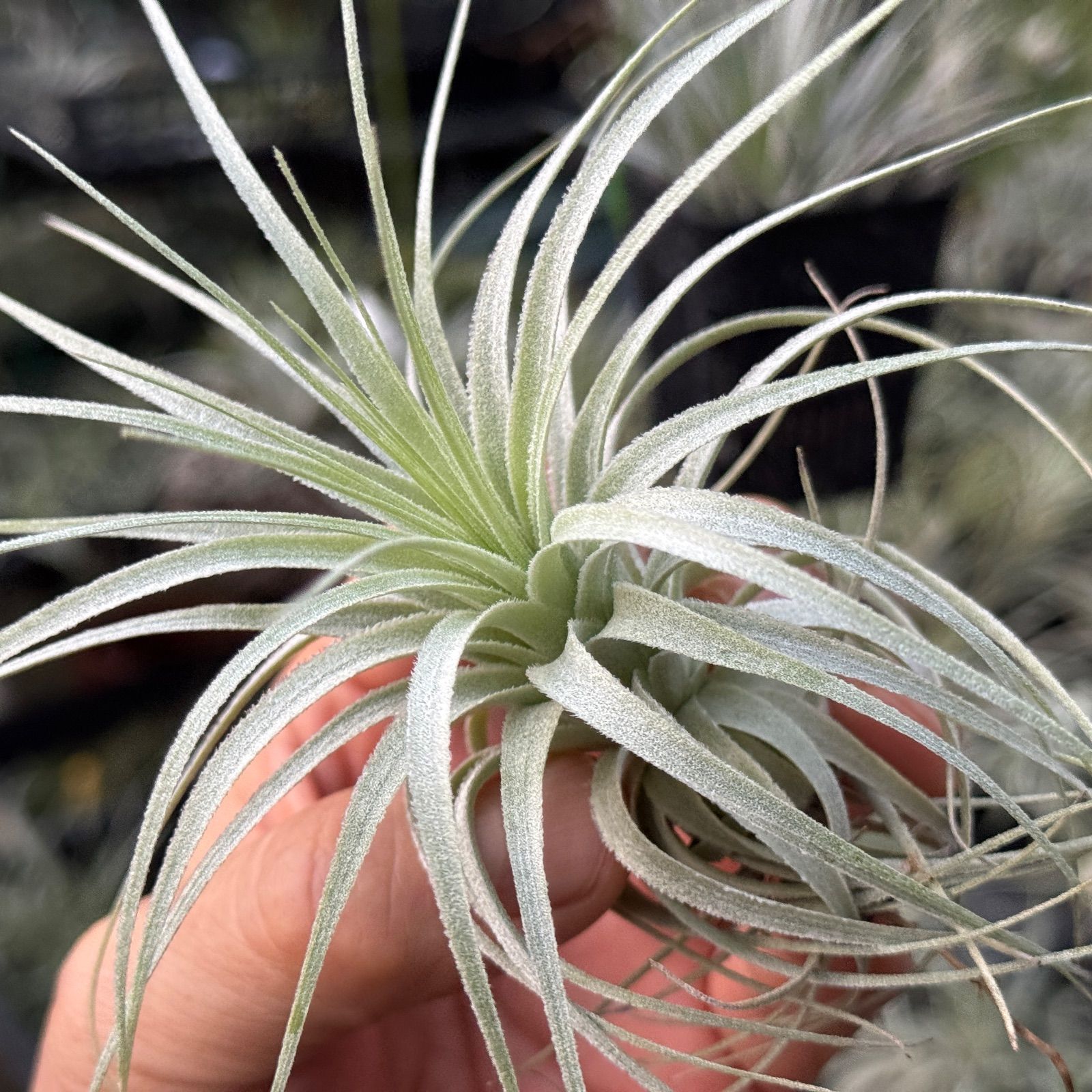 Tillandsia chapeuensis