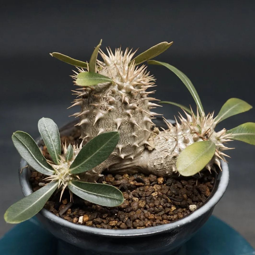パキポデューム　デンシカウレ MUSA FLOWER ＆ GREEN Onlineshop｜ムサ・ジャパン フラワー