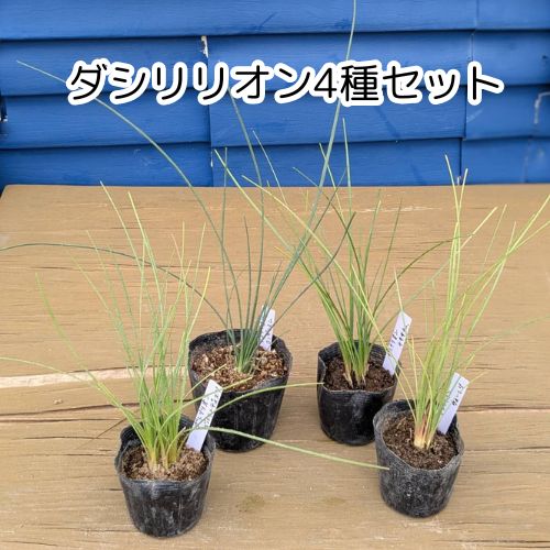 ダシリリオン ウィーレリ 4鉢セット dasylirion wheeleri 実生 ダシリリオン ウィーレリ 4鉢セット dasylirion wheeleri 実生