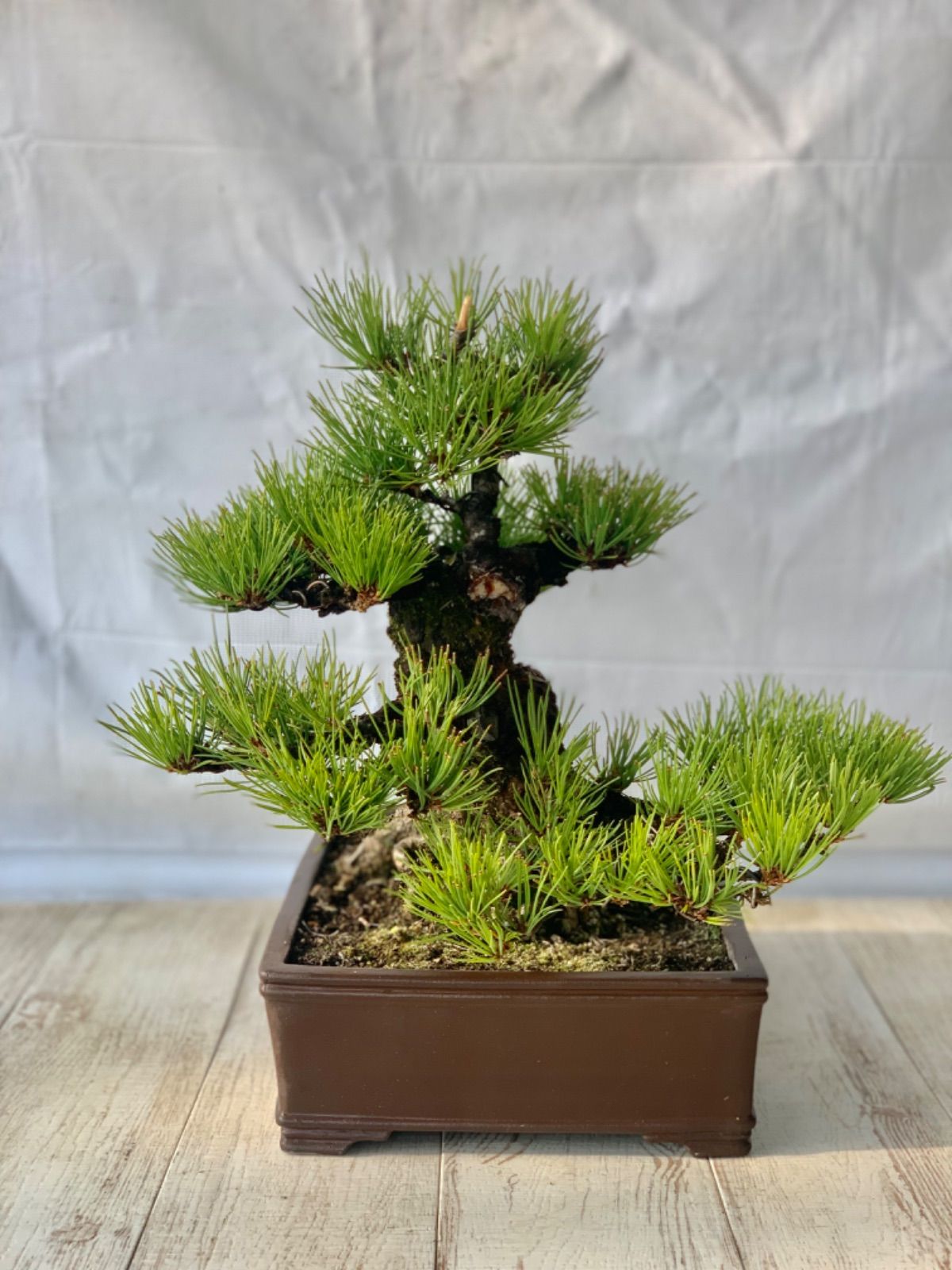 黒松 盆栽 くろまつ - メルカリ