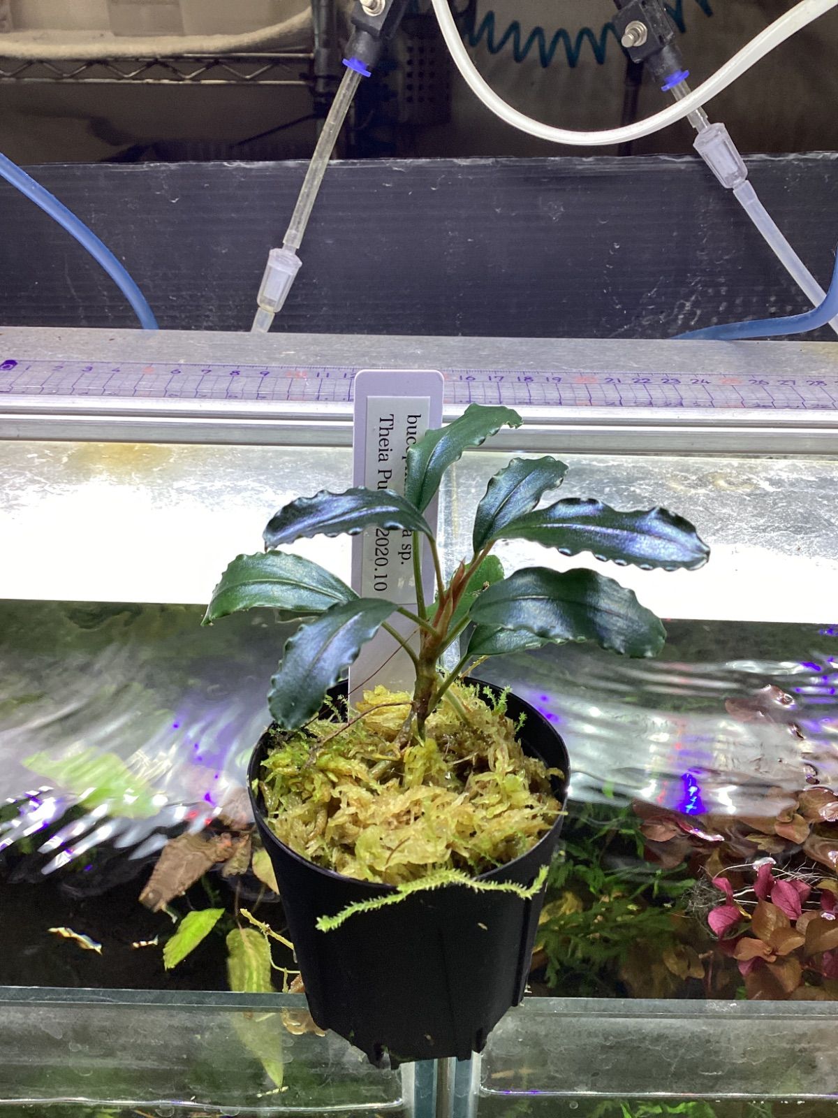 ブセファランドラ sp. ティアパープル JB2020 10 Bucephalandra sp. Theia Purple