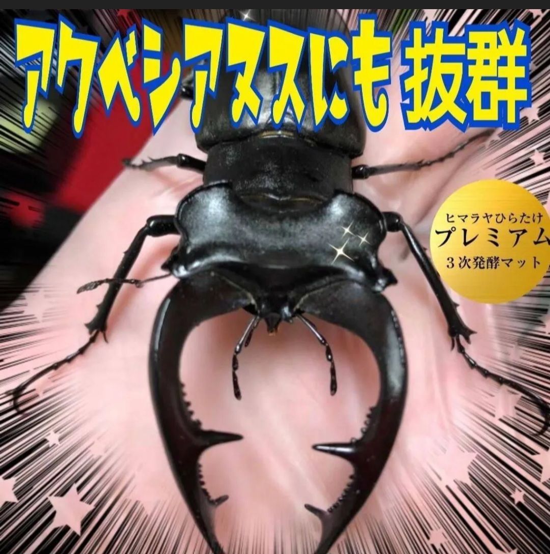 3次発酵クワガタマット
