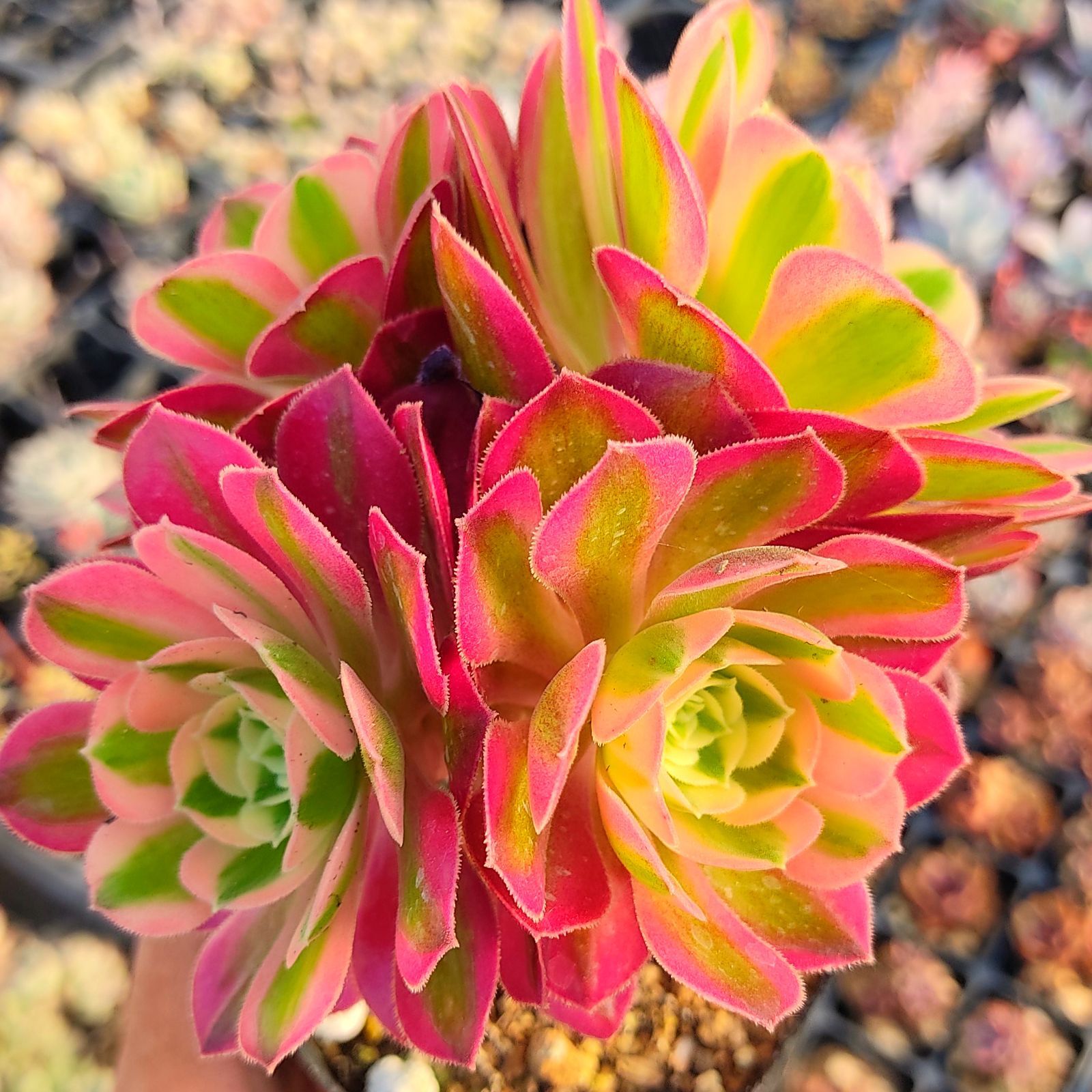 35#多肉植物アエオニウム錦❤️ピンクウィッチセッカ❤️15cm 拔き苗 35#多肉植物アエオニウム錦❤️ピンクウィッチセッカ❤️15cm 拔き苗