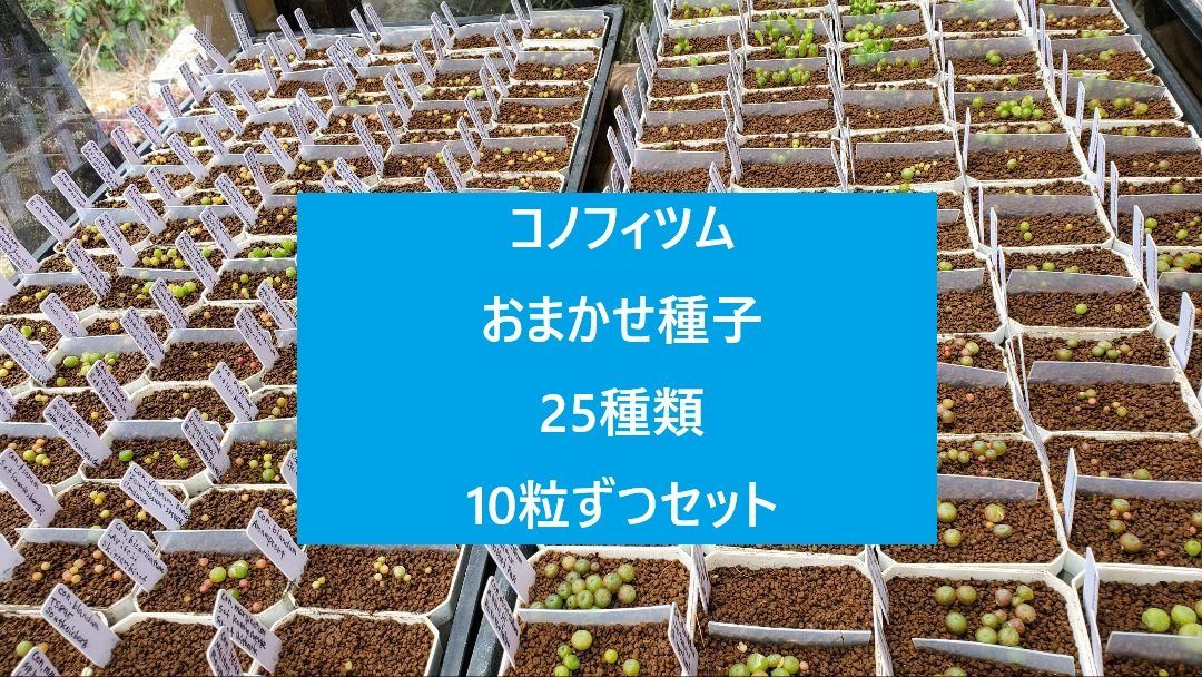 コノフィツム おまかせ種子25種類 10粒ずつセット - メルカリ