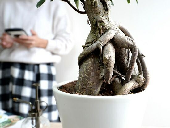 幹太ガジュマル 天然苔 盆栽仕立て アンティーク調 陶器鉢 植え込み