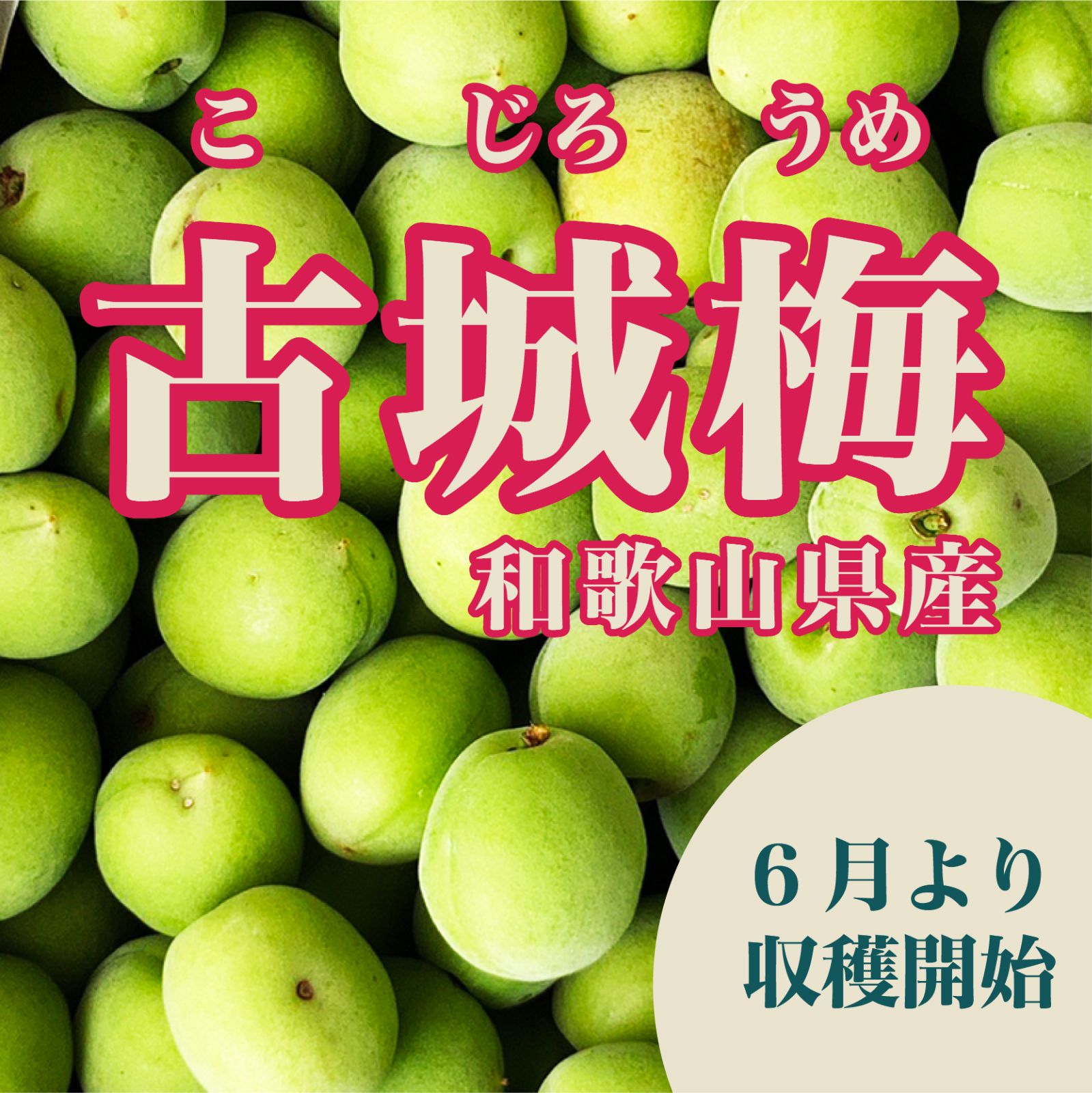 和歌山産 古城梅 15kg 送料500円引き】 梅酒・梅シロップに最適！ 和歌山県産希少品種