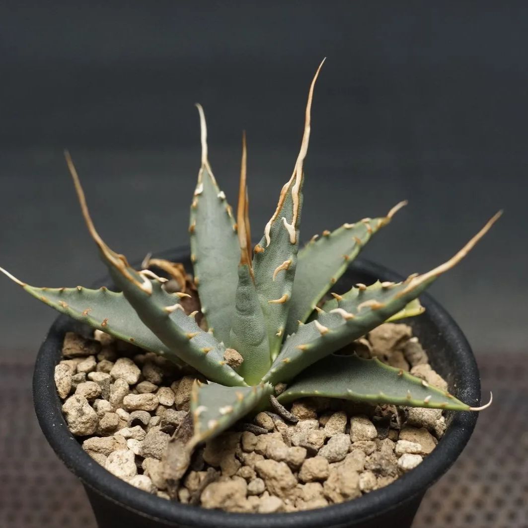 アガベ ユタエンシス Agave 