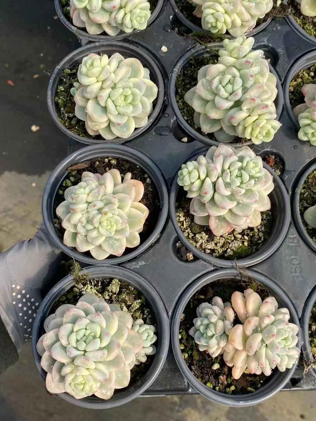 多肉植物 韓国苗 花団錦 ① B546 花団錦 土鉢付き 15