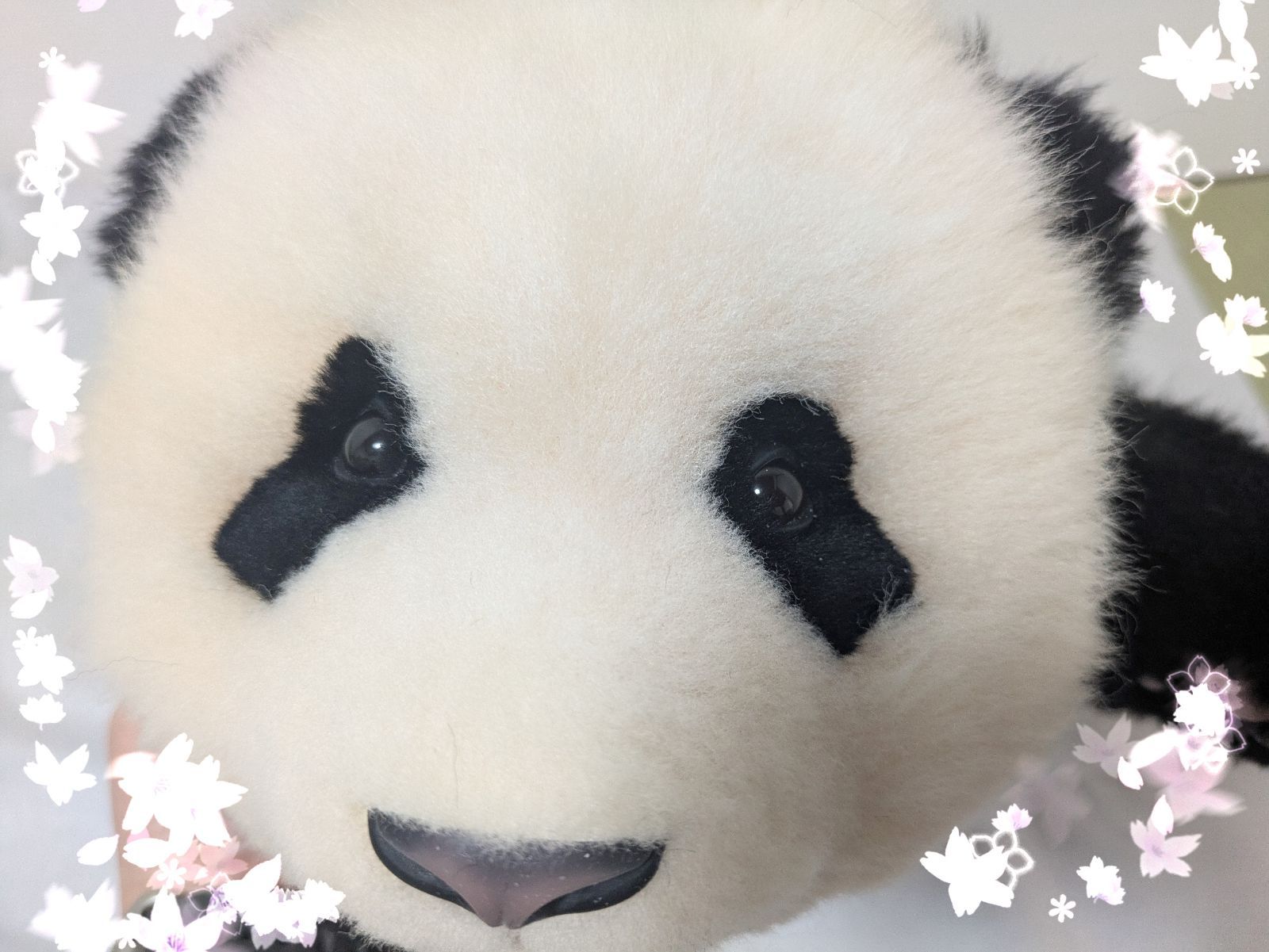 熊猫工厂3ヶ月シャンシャンぬいぐるみ - メルカリ
