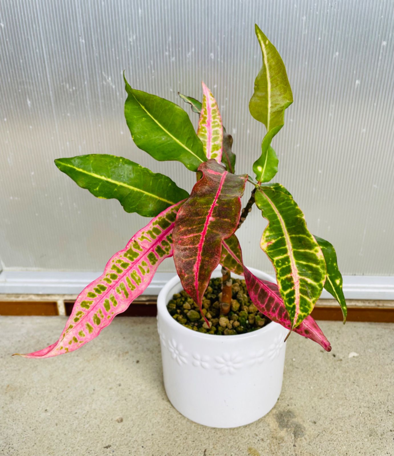 クロトン。 観葉植物 。大型。鉢ごと無料で発送致します。 クロトン。 観葉植物 。大型。鉢ごと無料で発送致します