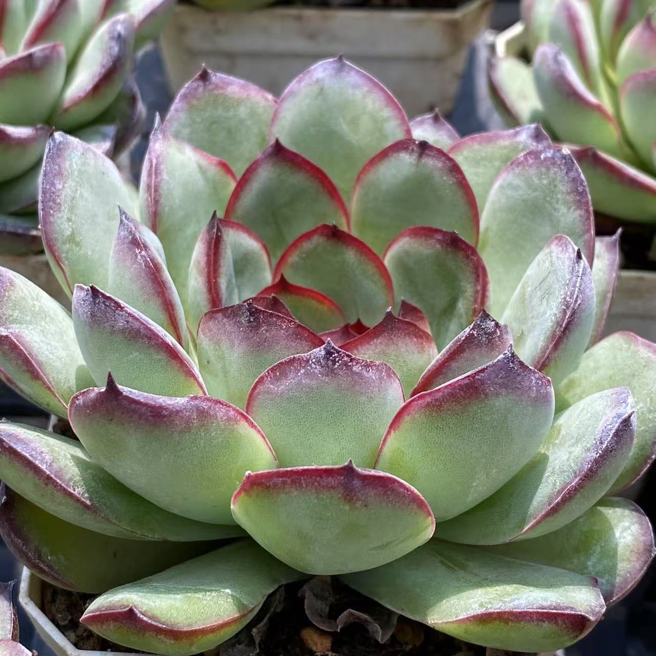 ZM1590×50 ミートソースローズ 抜き苗 多肉植物 アエオニウム