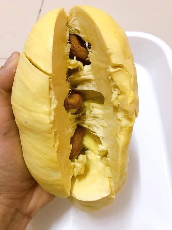 超大玉 タイ産 泰国新鲜榴莲 金枕榴蓮 4.0ｋｇ 以上