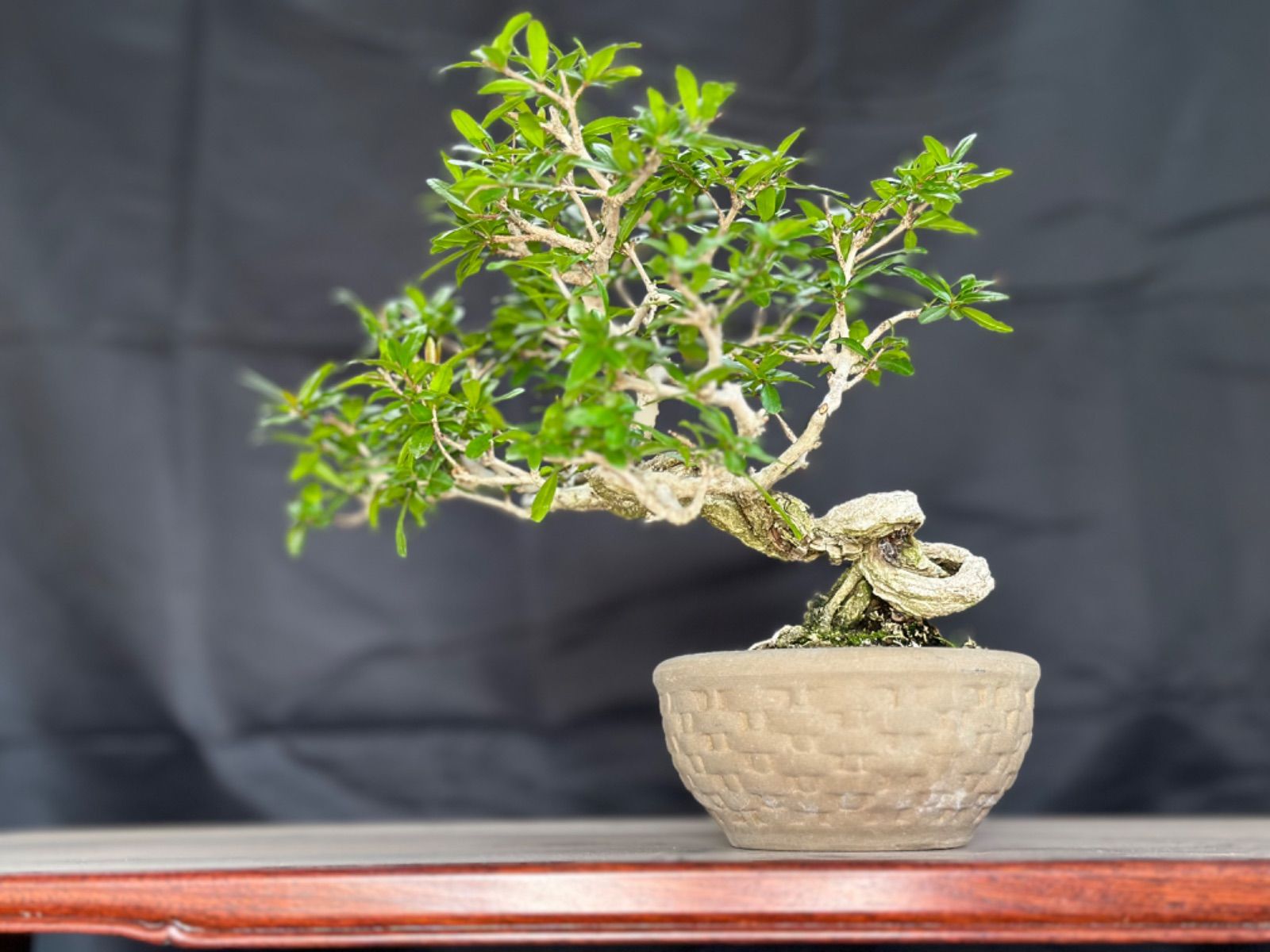 盆栽 ネジ幹ザクロ ネジカンザクロ - メルカリ