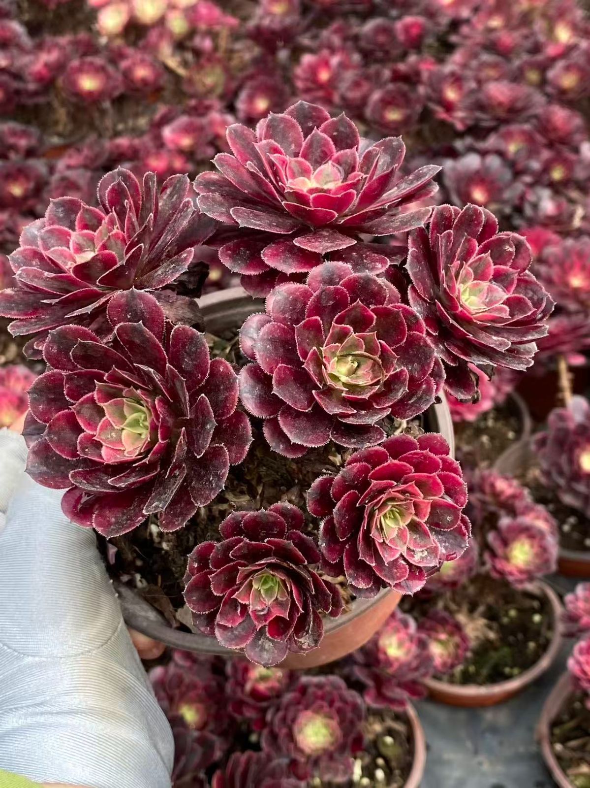 銀*丞様 B1508-4 ×16苗アエオニウム系 フェンカ 抜き苗 多肉植物 エ 銀*丞様 B1508-4 ×16苗アエオニウム系 フェンカ 抜き苗 多肉植物