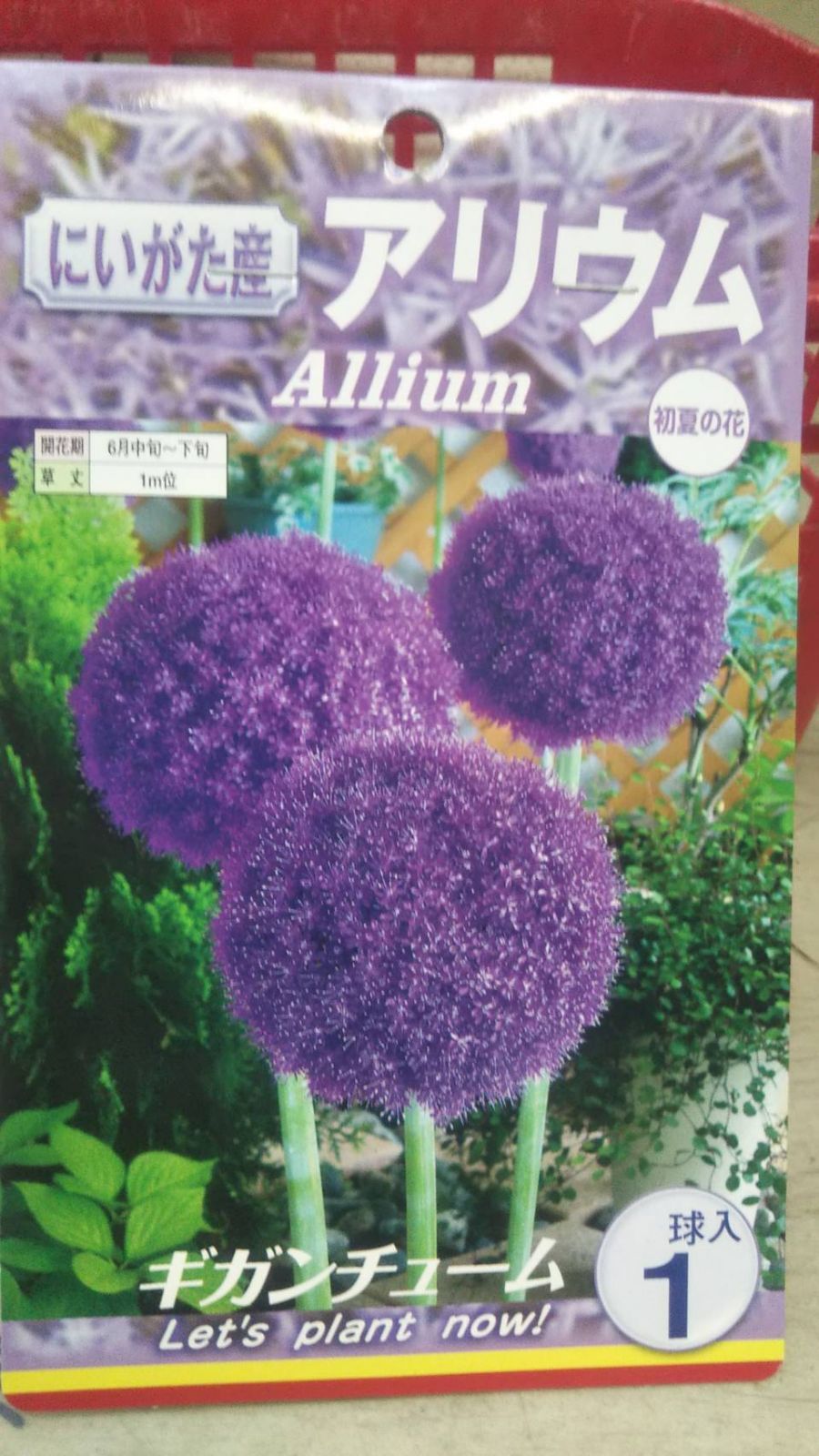 ギガンチューム球根 40個 園芸ネット本店｜アリウム：ギガンチューム