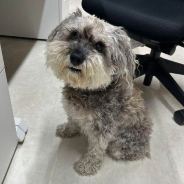 わんたさま専用 羊毛フェルト 犬 シュナウザー L オーダー 羊毛