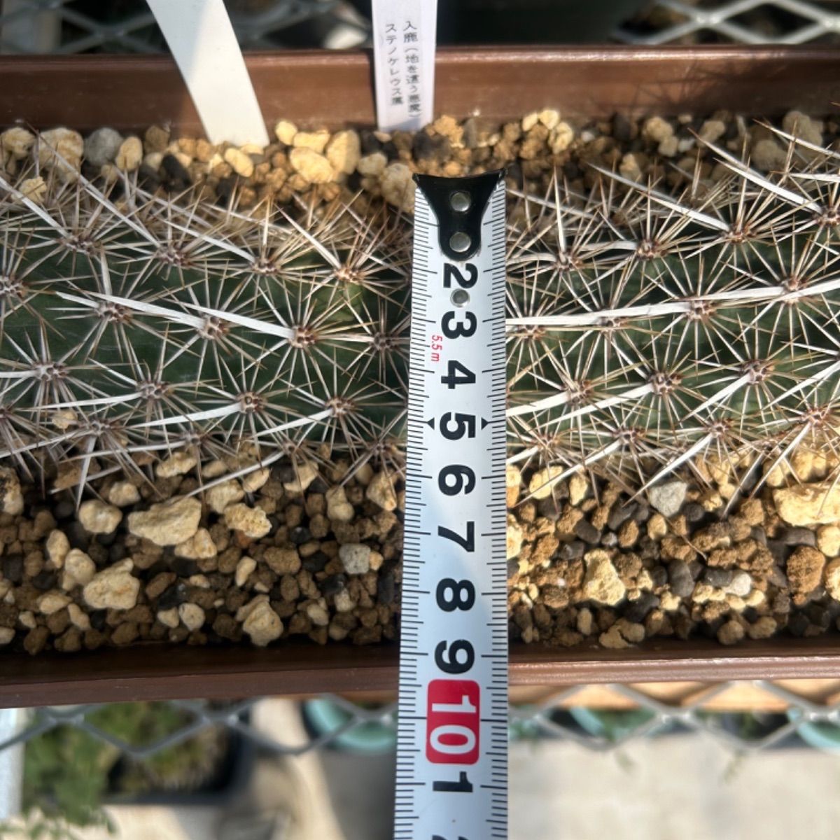 サボテン ステノケレウス属 入鹿 地を這う悪魔 カット苗 抜き苗にて