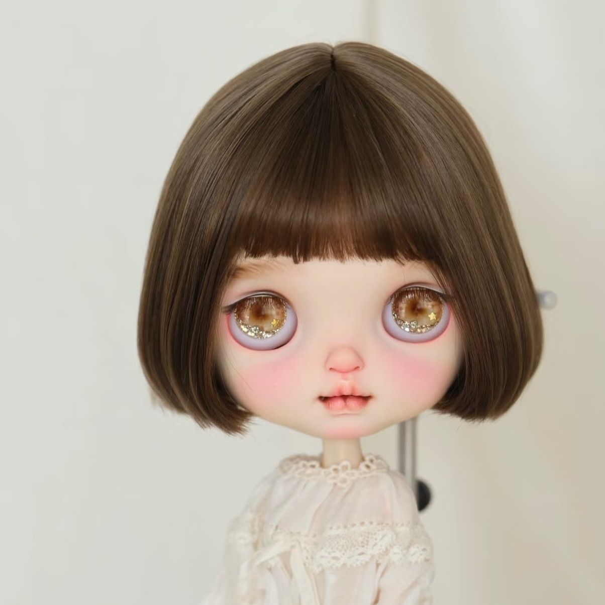 良い 本日限定 チャメドレア プルモーサ 現品 超大株 3本植え